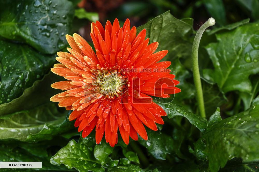 39th Shenzhen Chrysanthemum Exhibition