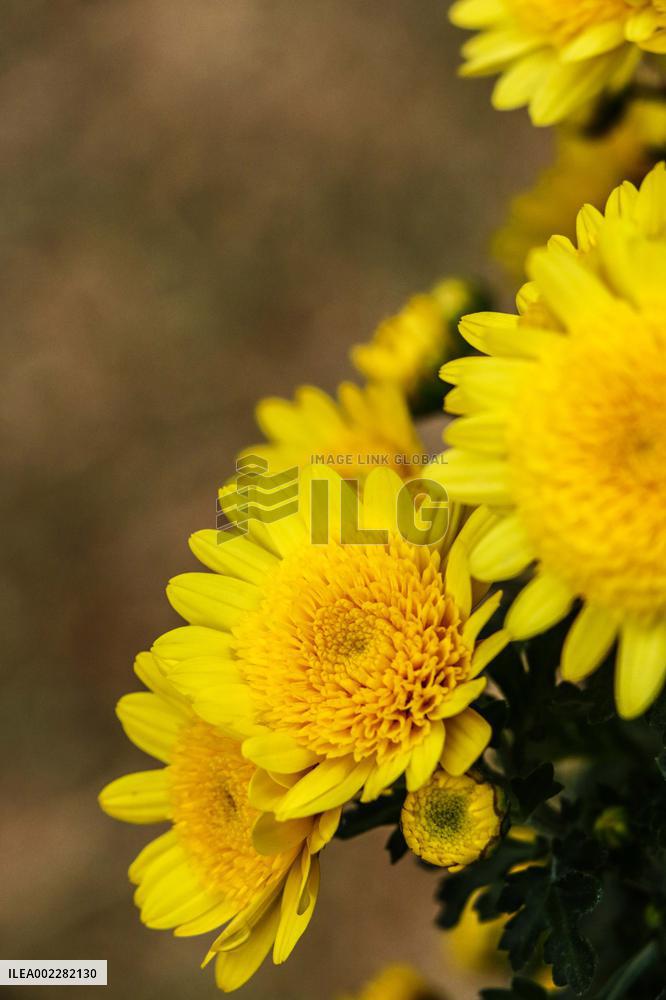 39th Shenzhen Chrysanthemum Exhibition