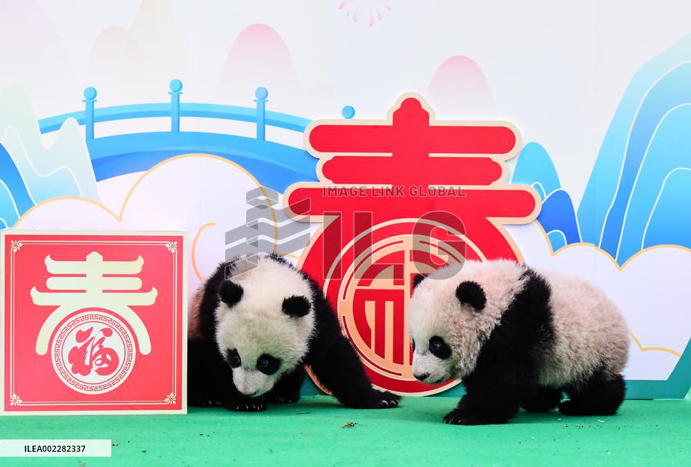 CHINA-SICHUAN-GIANT PANDA CUBS (CN)