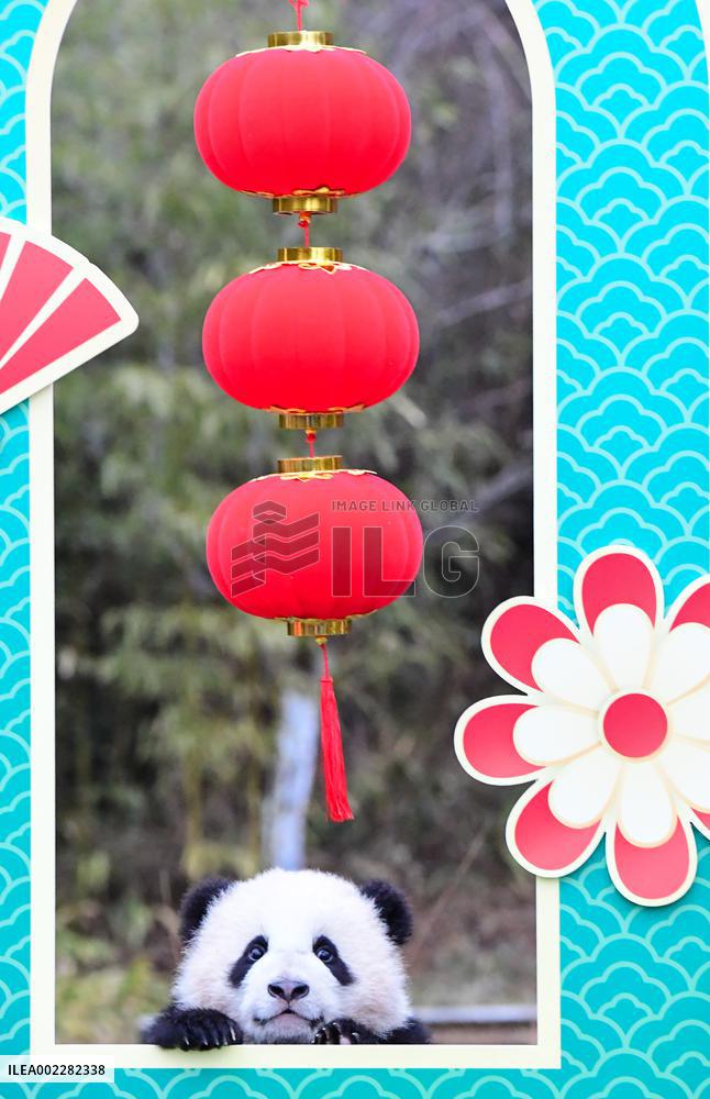 CHINA-SICHUAN-GIANT PANDA CUBS (CN)