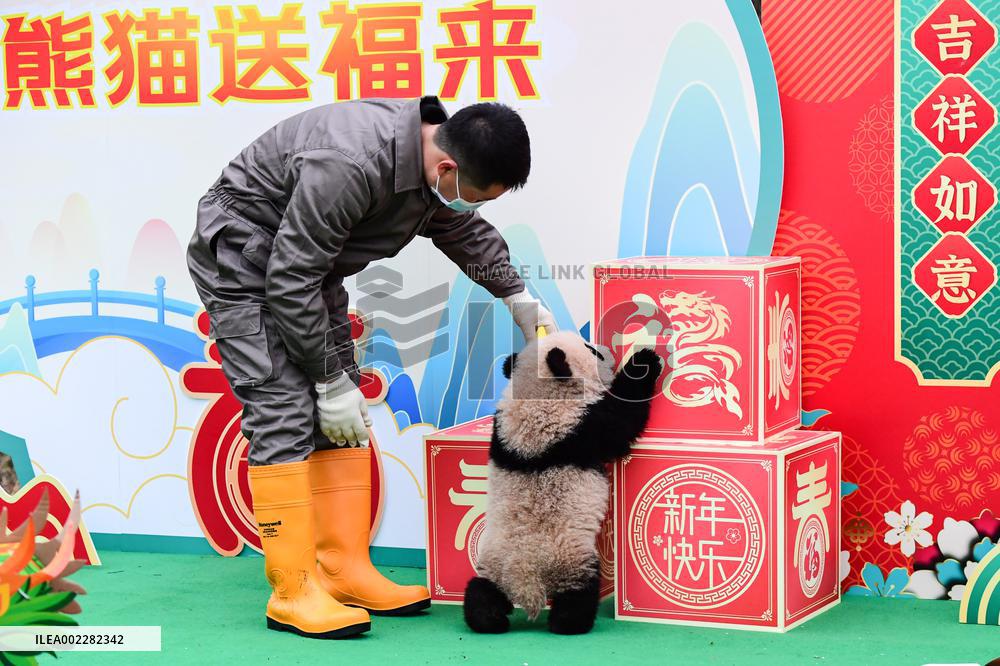 CHINA-SICHUAN-GIANT PANDA CUBS (CN)