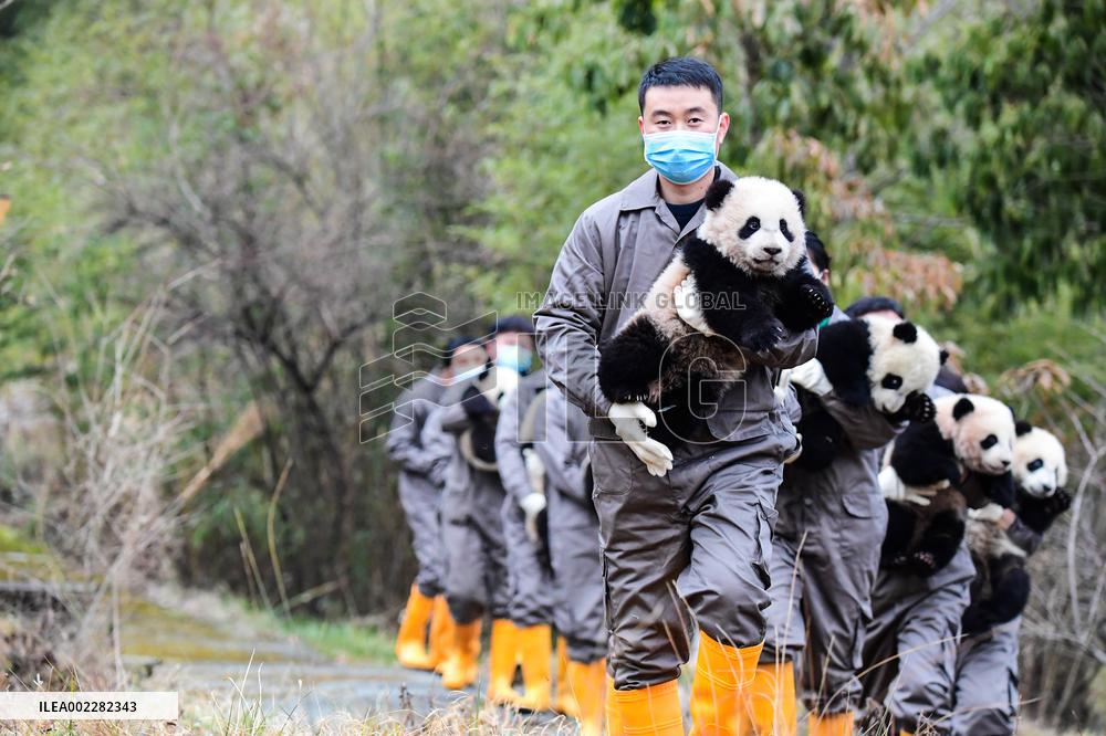 CHINA-SICHUAN-GIANT PANDA CUBS (CN)