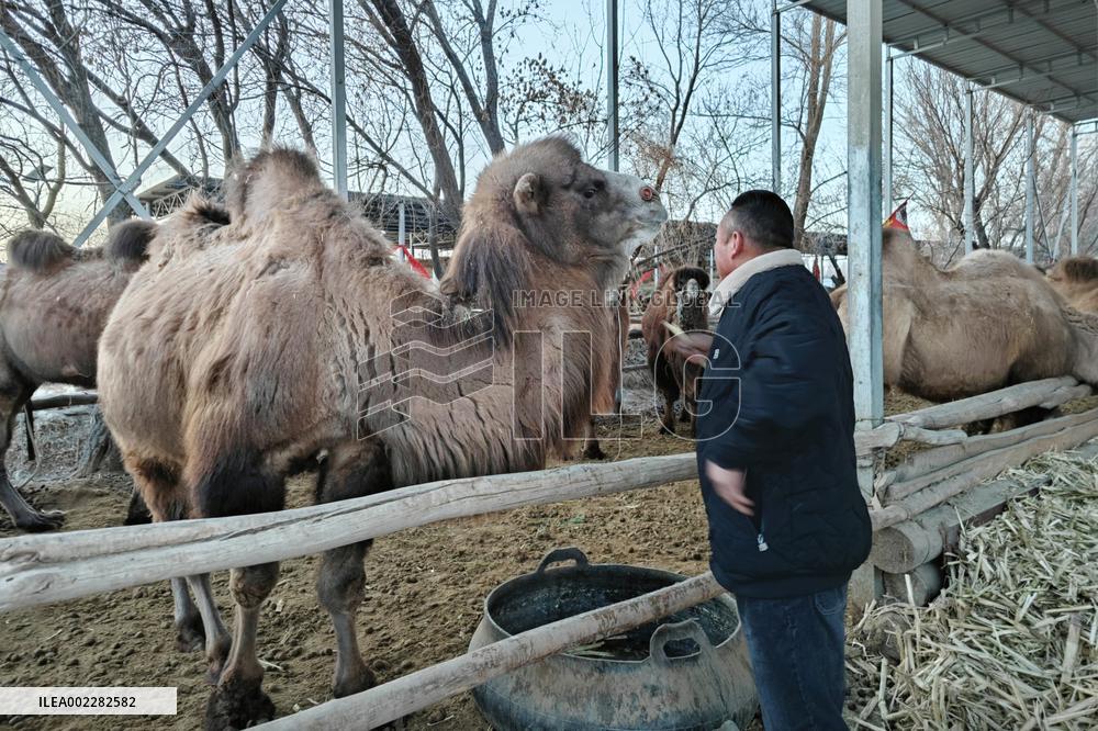 CHINA-GANSU-DUNHUANG-CAMELS-TOURISM (CN)