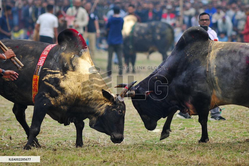 Traditional Bullfighting - Bangladesh