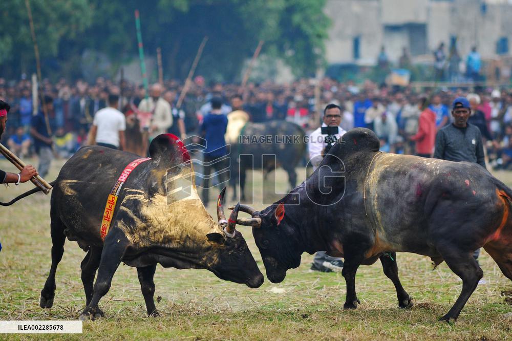 Traditional Bullfighting - Bangladesh