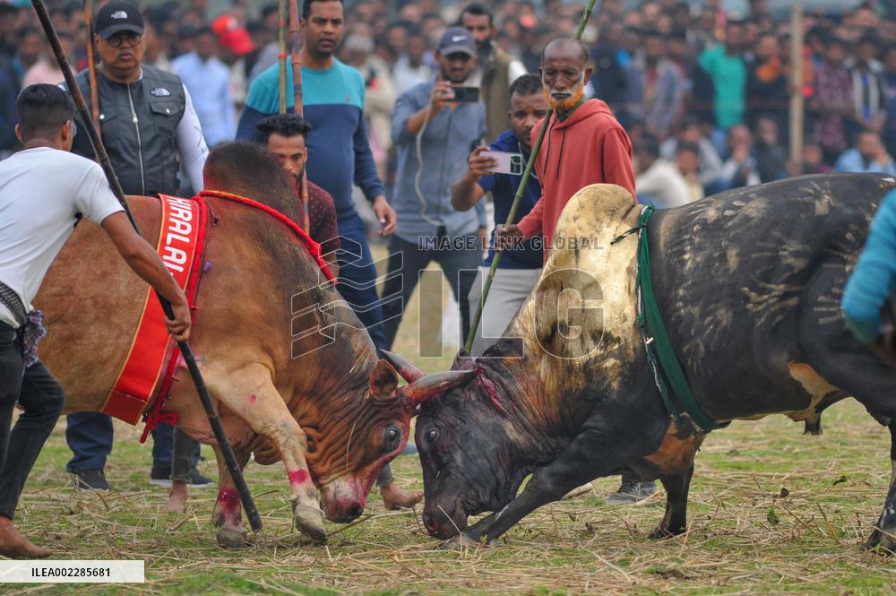 Traditional Bullfighting - Bangladesh