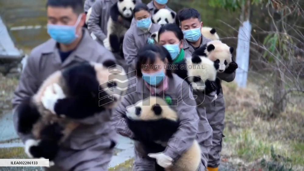 Panda cubs send "Lunar New Year greetings" from China's Sichuan