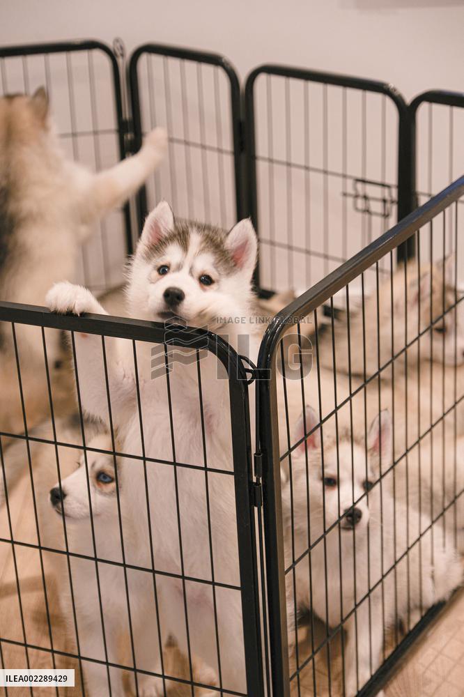 Puppy Yoga Paris classes - Boulogne Billancourt