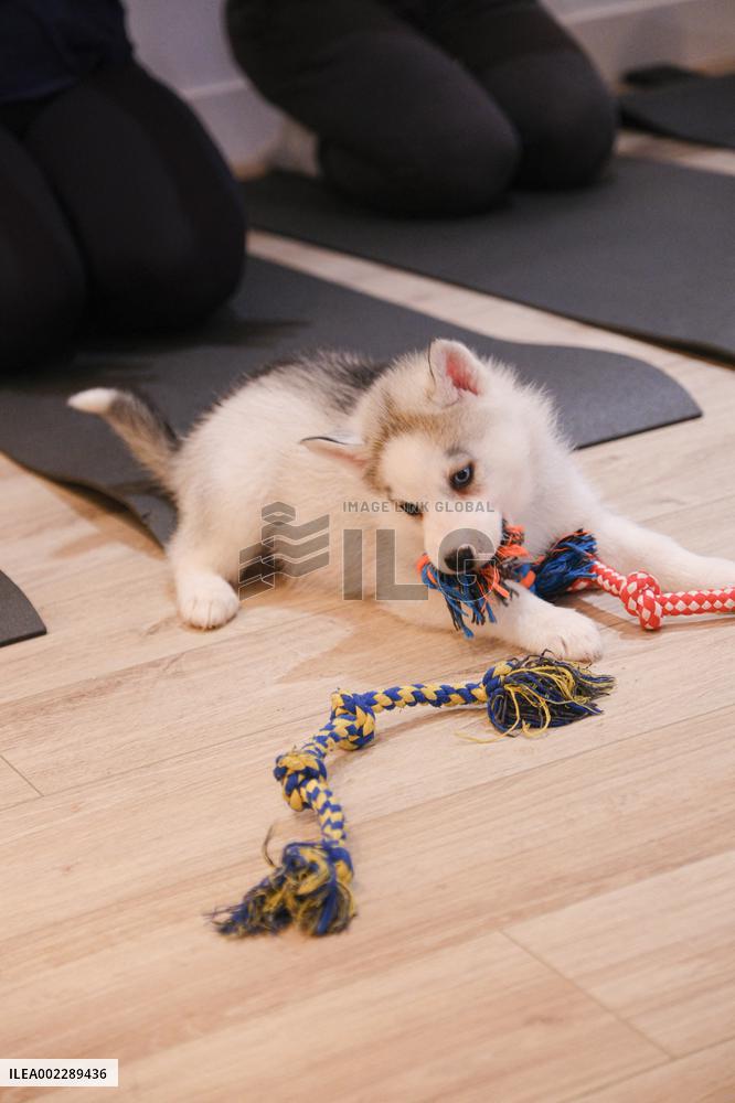 Puppy Yoga Paris classes - Boulogne Billancourt