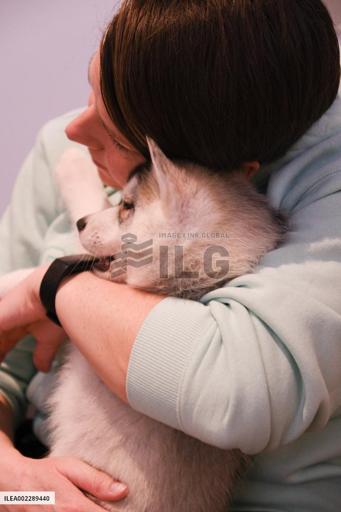 Puppy Yoga Paris classes - Boulogne Billancourt