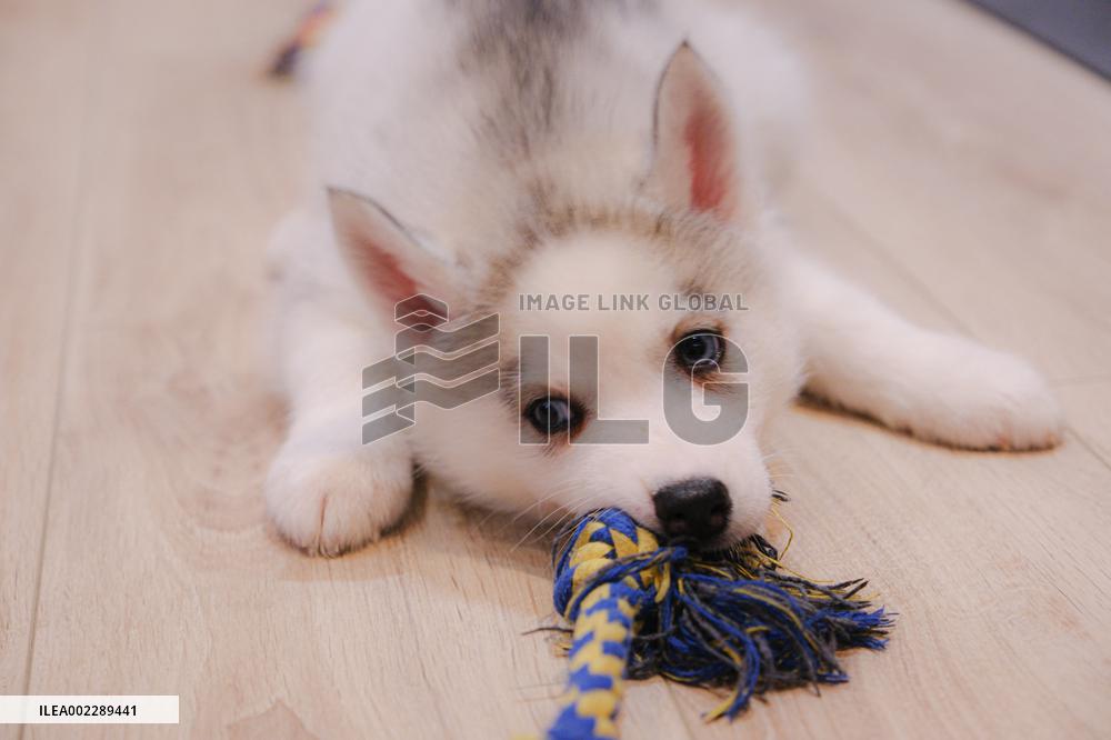 Puppy Yoga Paris classes - Boulogne Billancourt