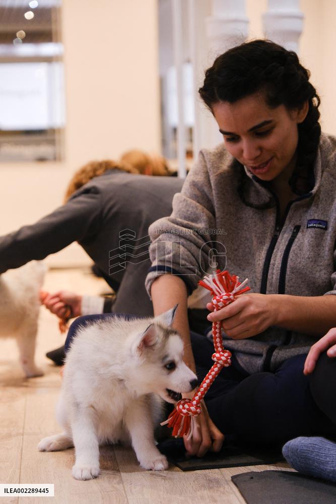 Puppy Yoga Paris classes - Boulogne Billancourt