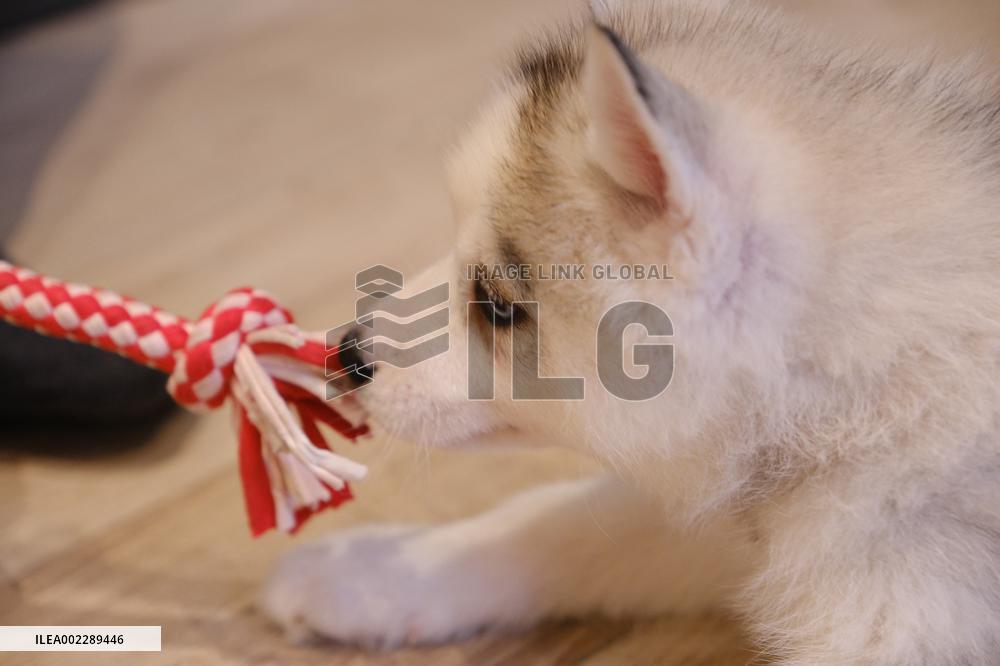 Puppy Yoga Paris classes - Boulogne Billancourt