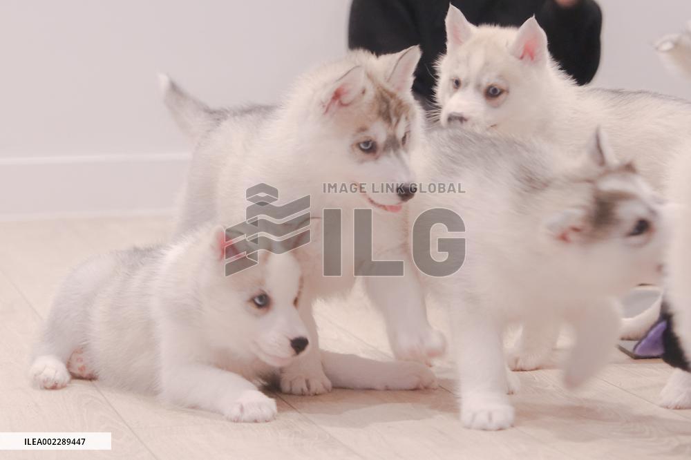 Puppy Yoga Paris classes - Boulogne Billancourt