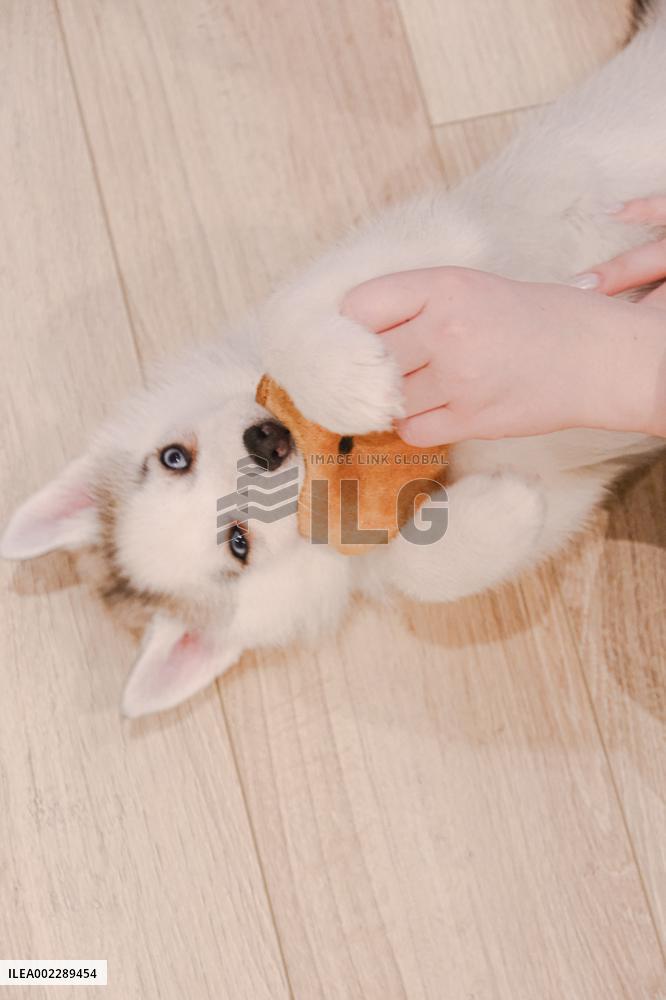 Puppy Yoga Paris classes - Boulogne Billancourt