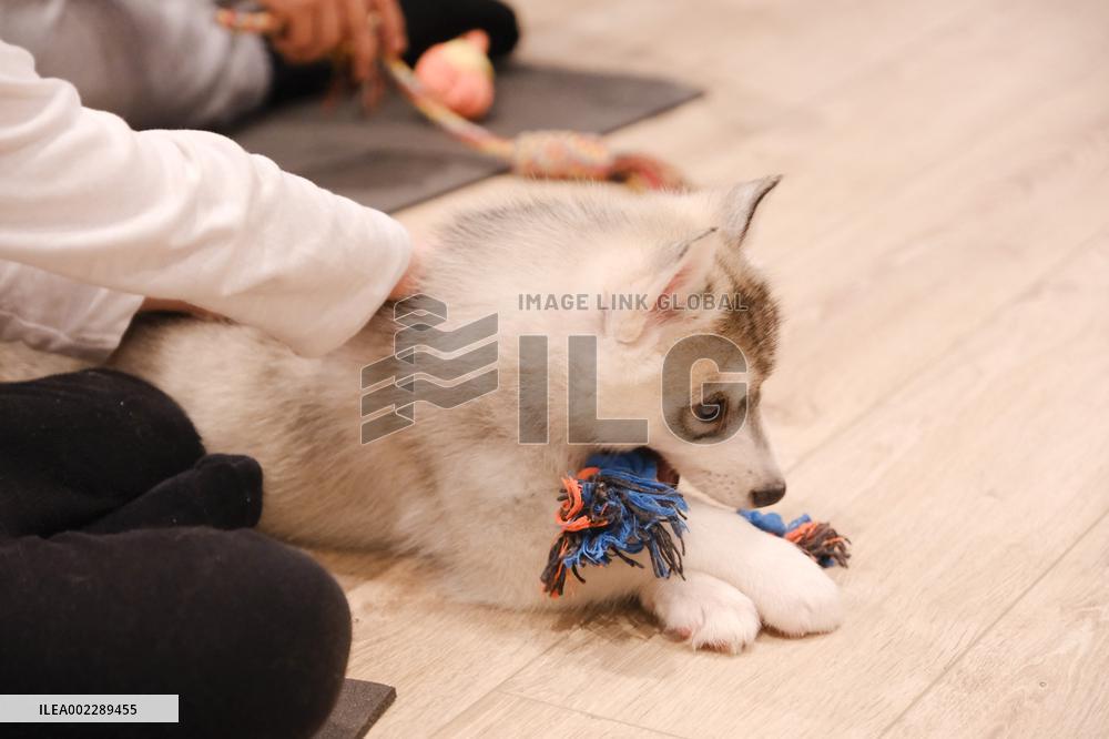Puppy Yoga Paris classes - Boulogne Billancourt