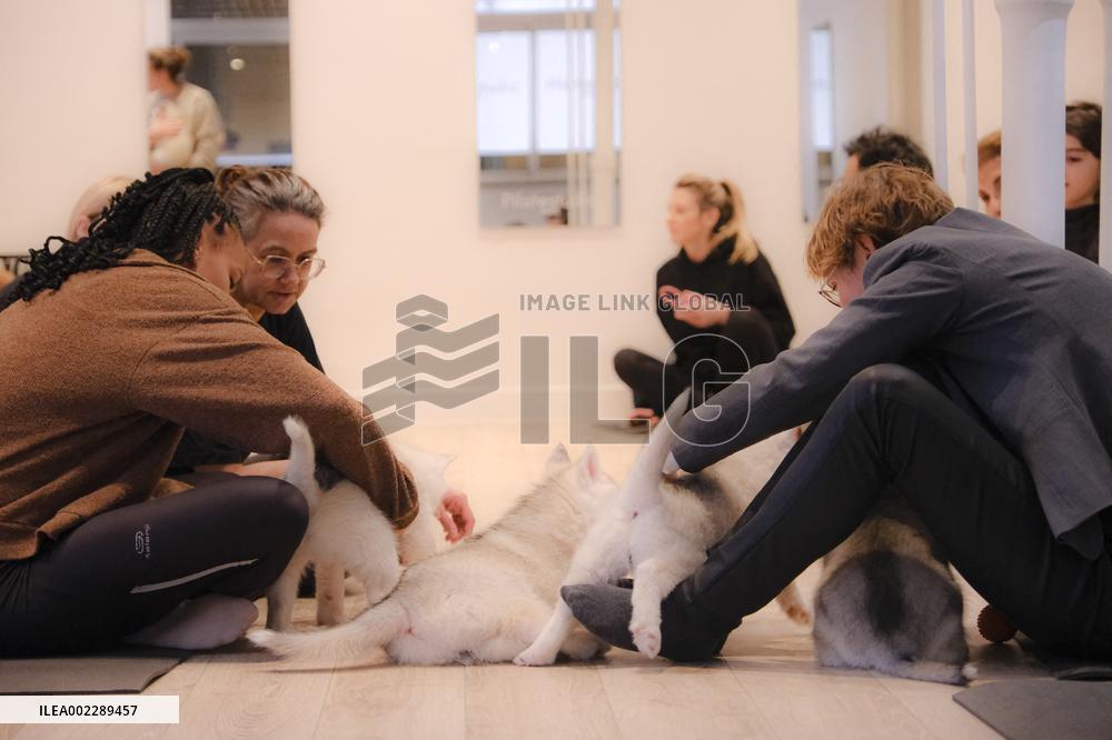 Puppy Yoga Paris classes - Boulogne Billancourt