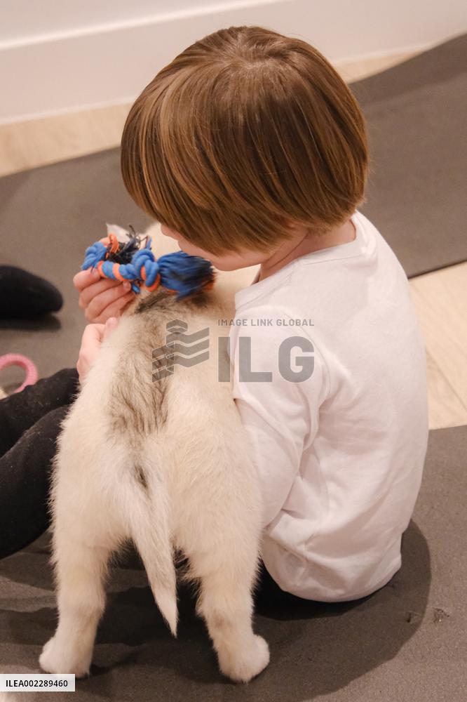 Puppy Yoga Paris classes - Boulogne Billancourt