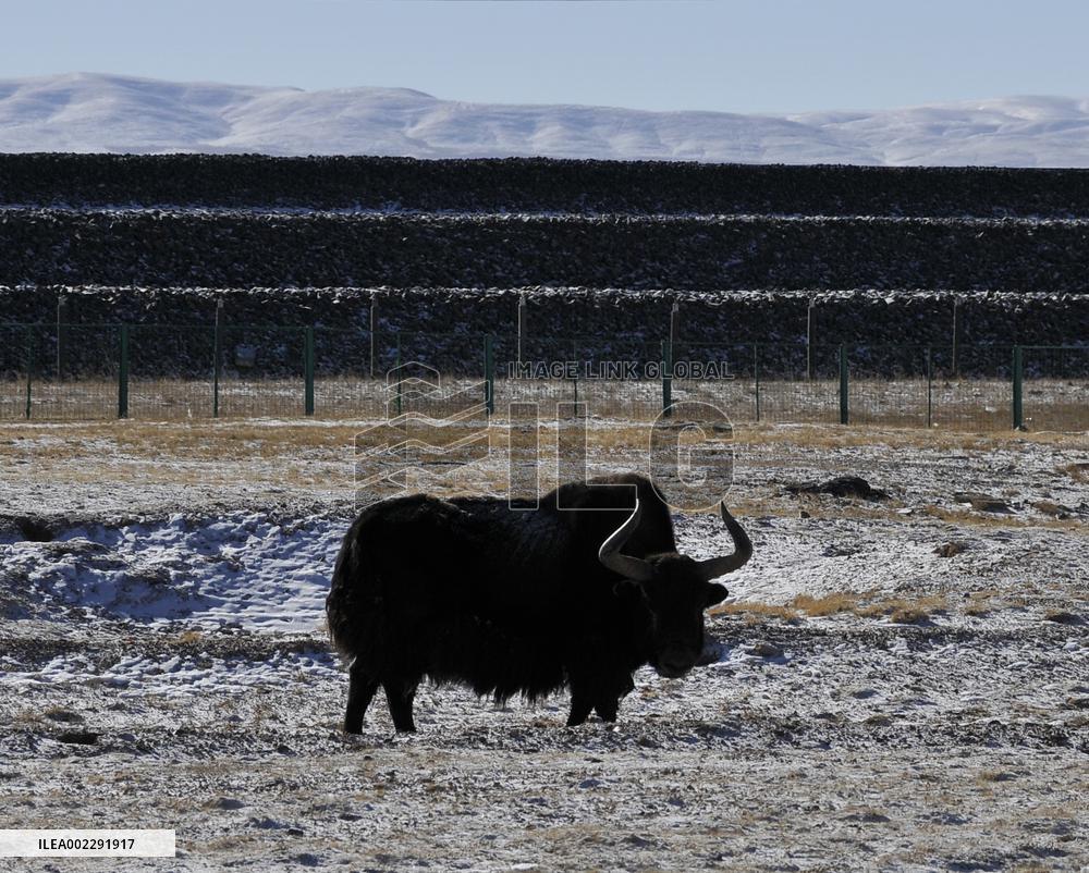 Xinhua Headlines: China passes landmark law to protect Qinghai-Tibet Plateau ecosystem