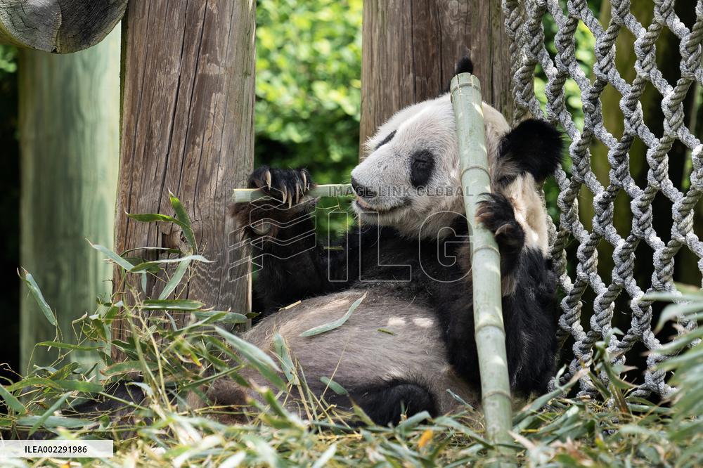 U.S.-MEMPHIS-GIANT PANDA YA YA-CHINA-RETURN