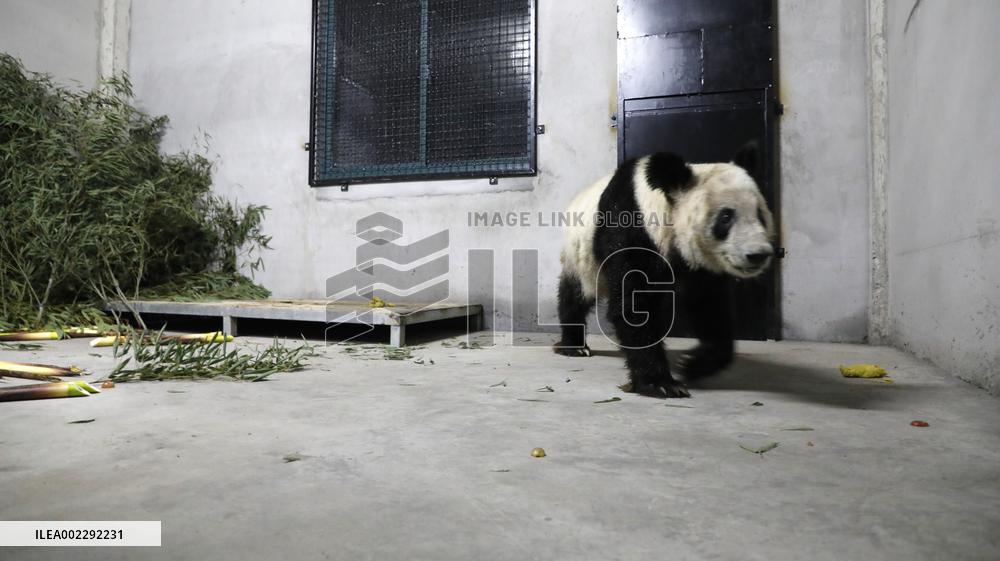 CHINA-SHANGHAI-GIANT PANDA YA YA-ARRIVAL (CN)