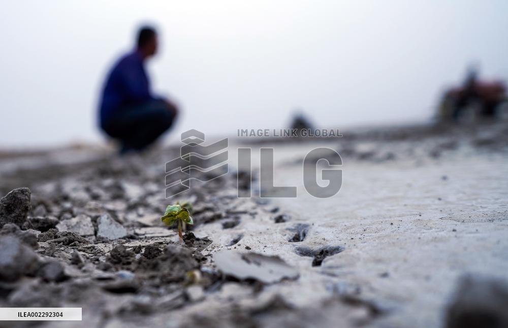 CHINA-XINJIANG-YULI-COTTON-SPRING PLOUGHING (CN)