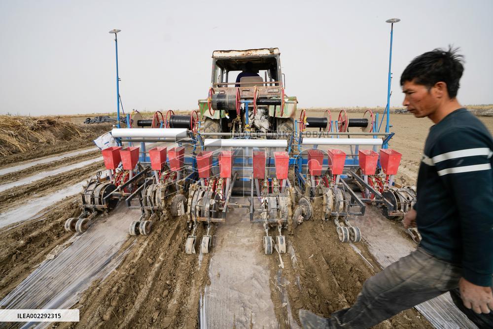 CHINA-XINJIANG-YULI-COTTON-SPRING PLOUGHING (CN)