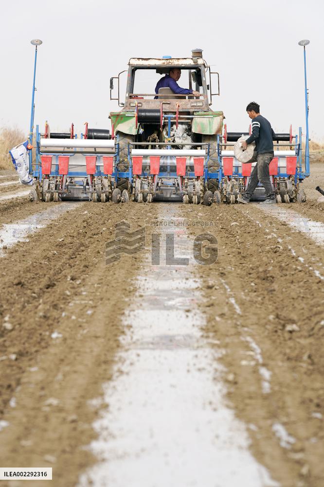 CHINA-XINJIANG-YULI-COTTON-SPRING PLOUGHING (CN)