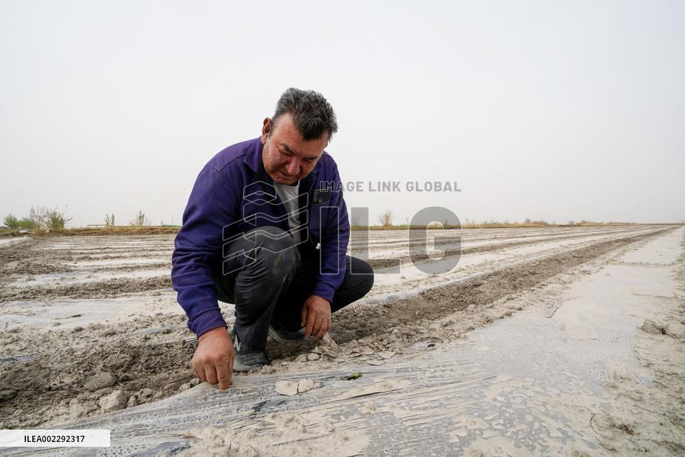 CHINA-XINJIANG-YULI-COTTON-SPRING PLOUGHING (CN)