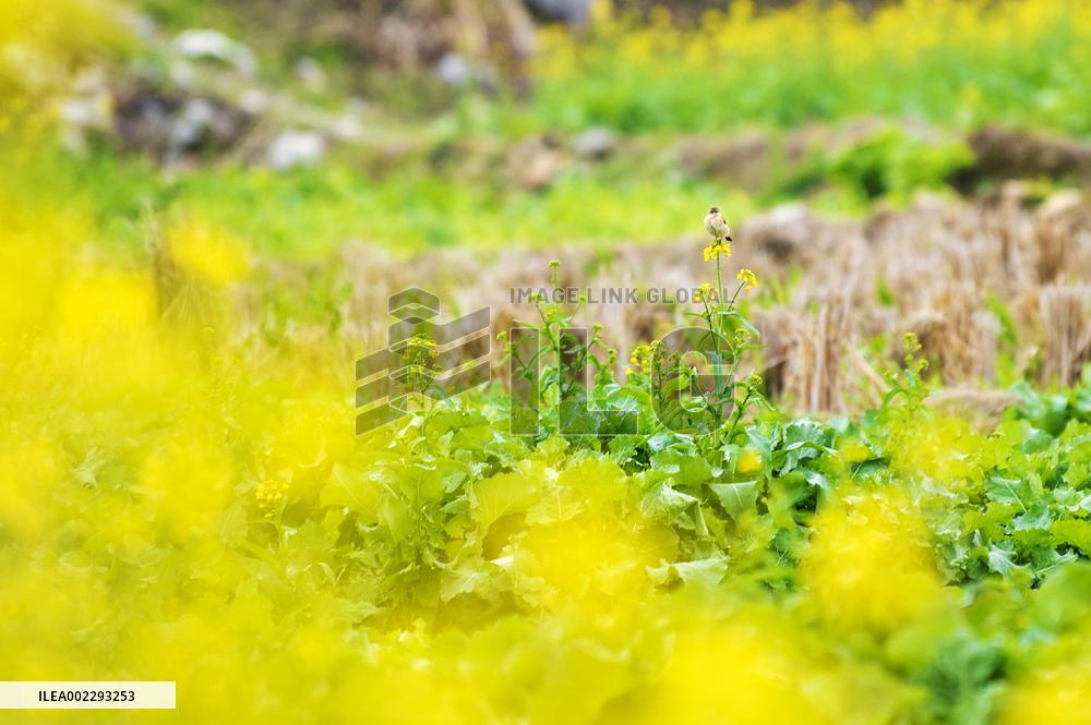 Rapeseed Flower Field