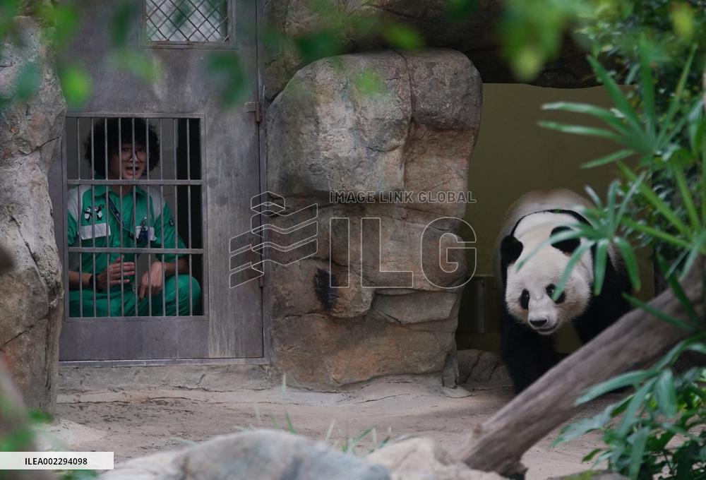 CHINA-HONG KONG-PANDAS-CARETAKERS(CN)