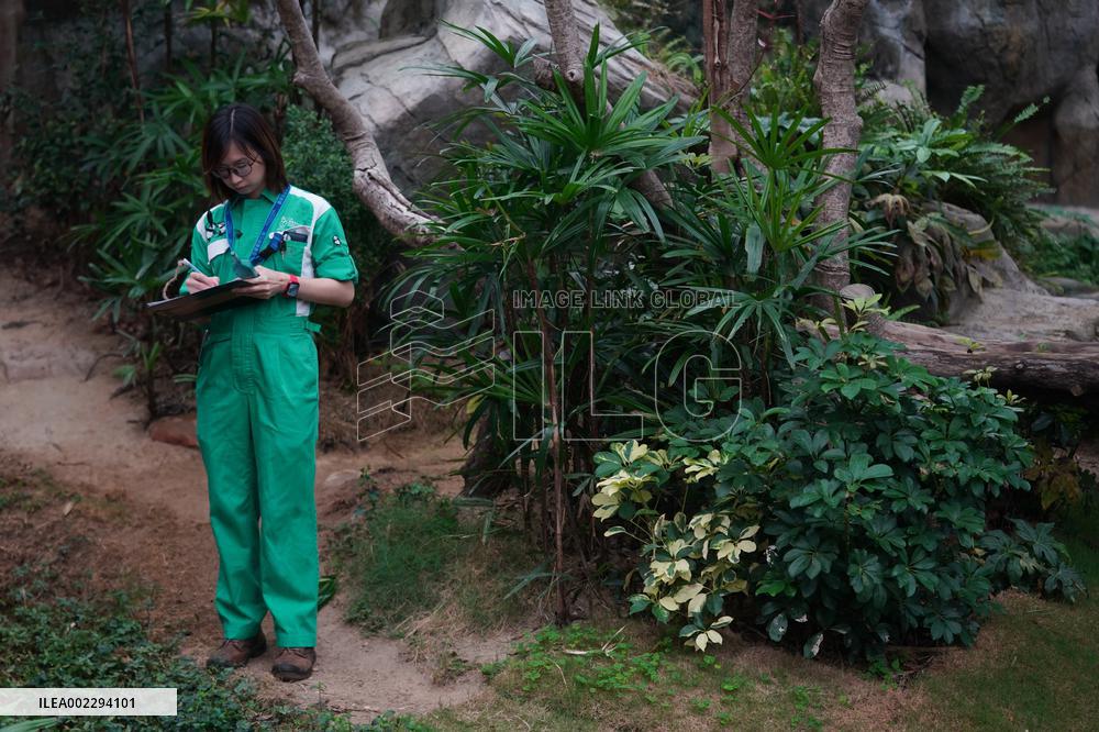 CHINA-HONG KONG-PANDAS-CARETAKERS(CN)