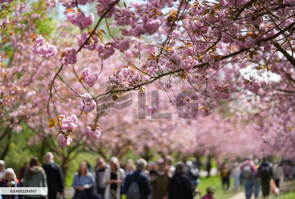 GERMANY-TELTOW-CHERRY BLOSSOM