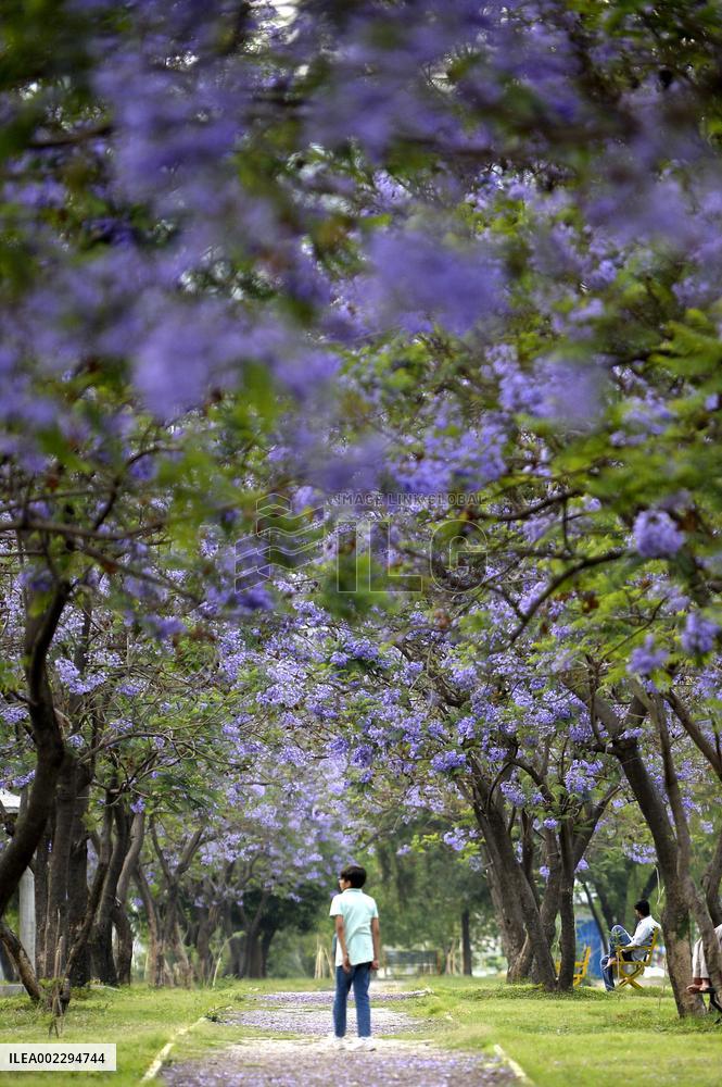 PAKISTAN-ISLAMABAD-JACARANDA-BLOSSOMS