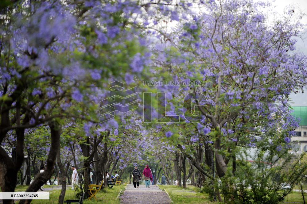 PAKISTAN-ISLAMABAD-JACARANDA-BLOSSOMS
