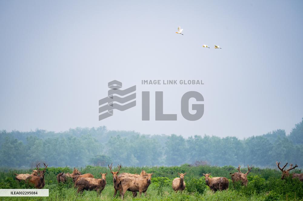 CHINA-HUBEI-SHISHOU-MILU DEER-CONSERVATION (CN)