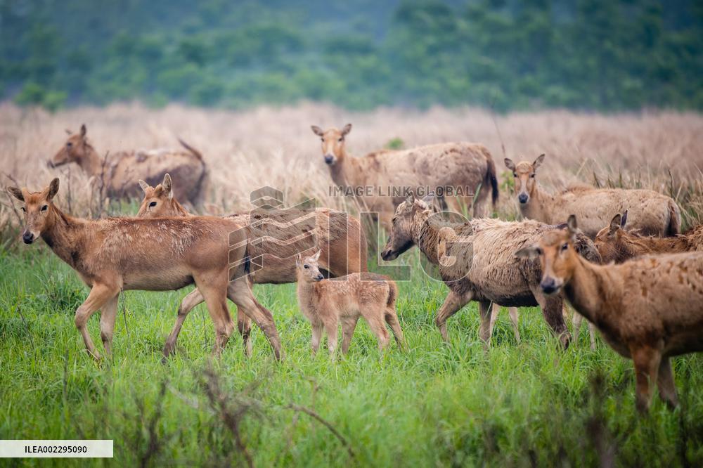 CHINA-HUBEI-SHISHOU-MILU DEER-CONSERVATION (CN)