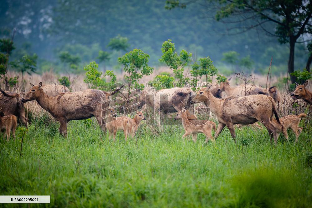 CHINA-HUBEI-SHISHOU-MILU DEER-CONSERVATION (CN)