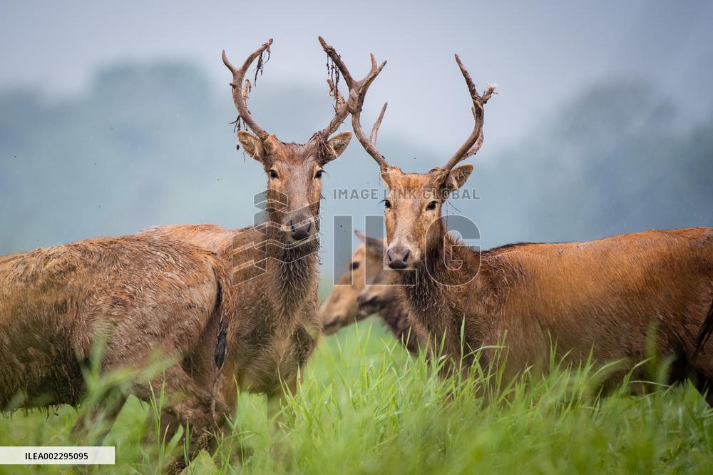CHINA-HUBEI-SHISHOU-MILU DEER-CONSERVATION (CN)