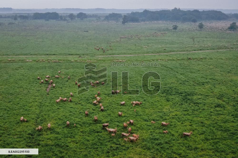 CHINA-HUBEI-SHISHOU-MILU DEER-CONSERVATION (CN)