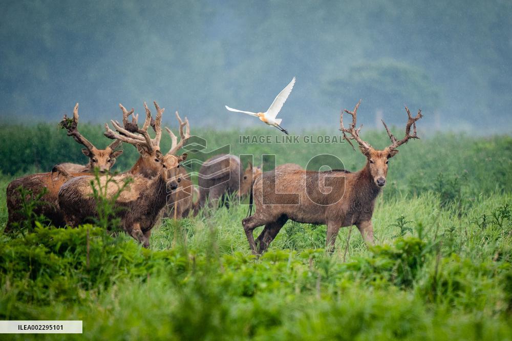 CHINA-HUBEI-SHISHOU-MILU DEER-CONSERVATION (CN)
