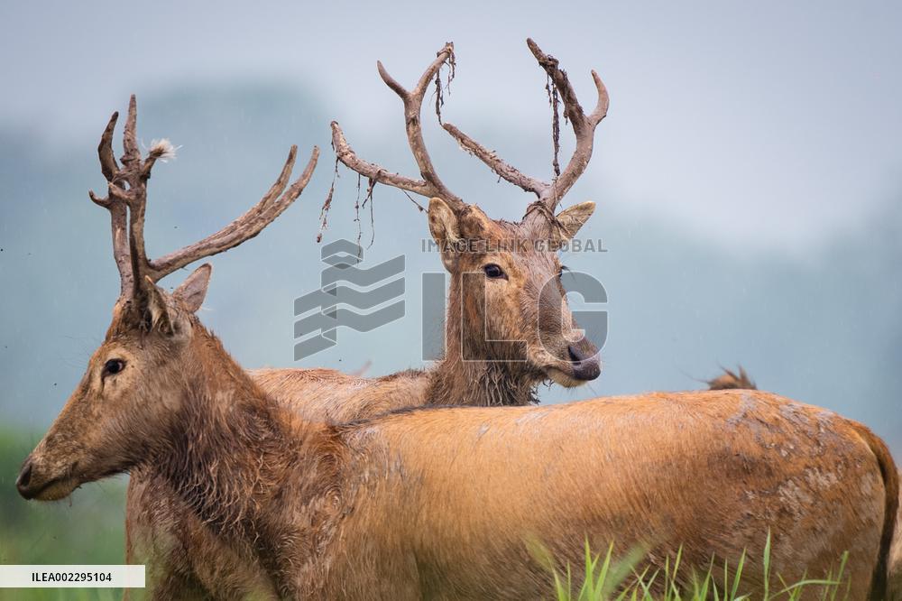 CHINA-HUBEI-SHISHOU-MILU DEER-CONSERVATION (CN)