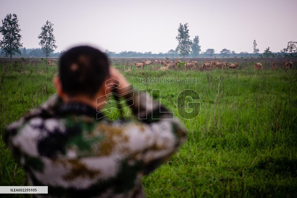 CHINA-HUBEI-SHISHOU-MILU DEER-CONSERVATION (CN)