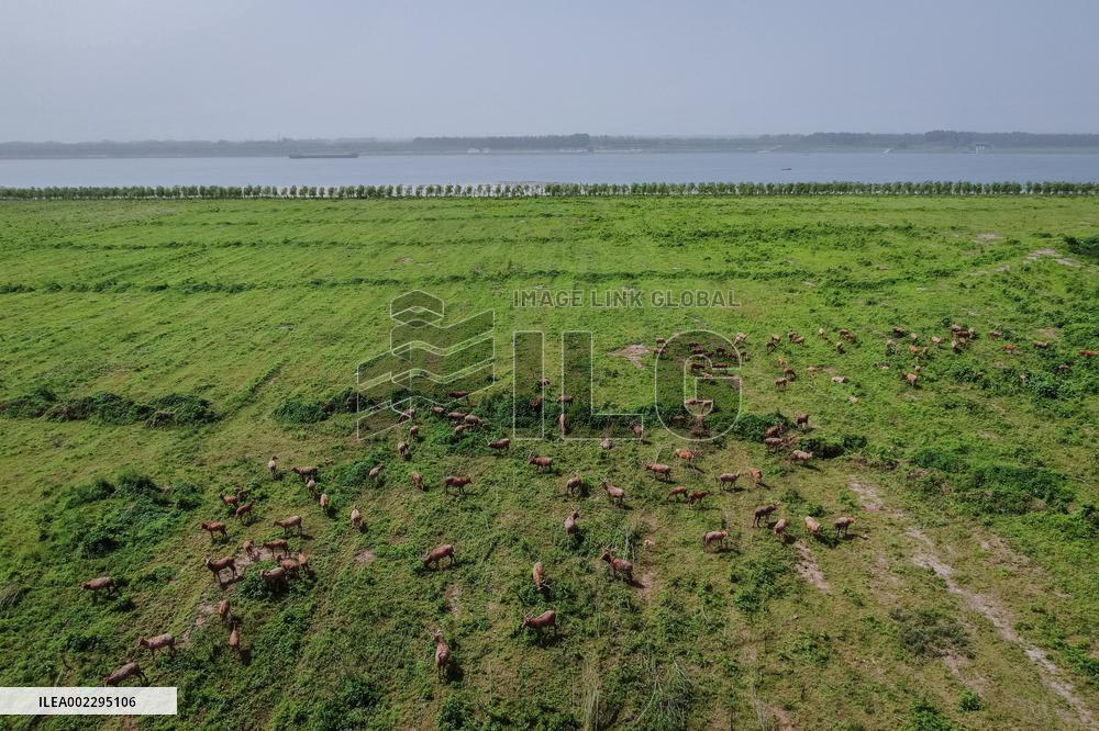 CHINA-HUBEI-SHISHOU-MILU DEER-CONSERVATION (CN)