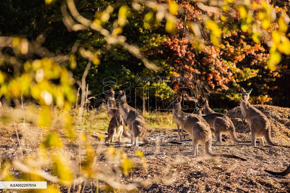 AUSTRALIA-CANBERRA-AUTUMN SCENERY