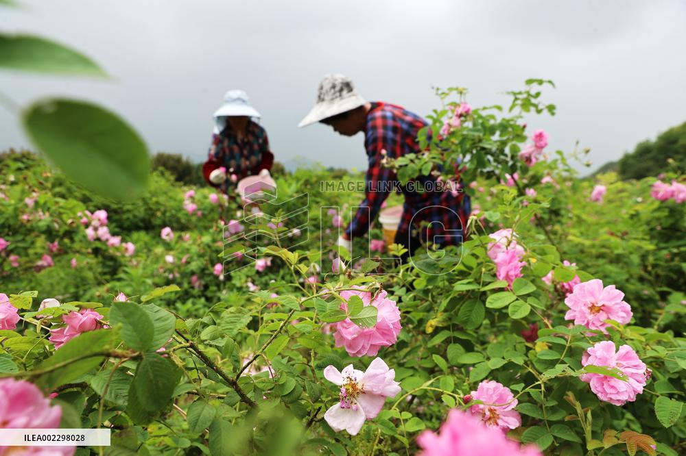 #CHINA-BEGINNING OF SUMMER-FIELD WORK (CN)