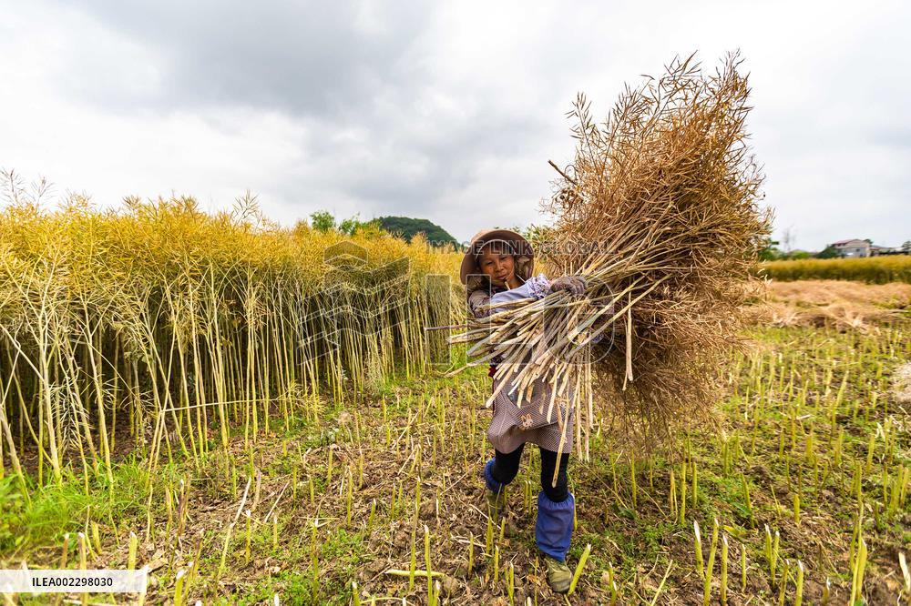 #CHINA-BEGINNING OF SUMMER-FIELD WORK (CN)