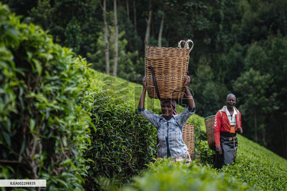 KENYA-NAIROBI-TEA PRODUCTION