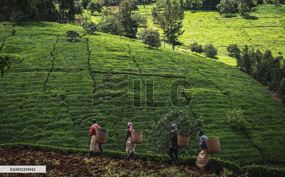 KENYA-NAIROBI-TEA PRODUCTION