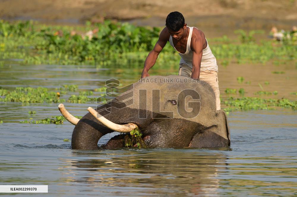 INDIA-ASSAM-MORIGAON-ELEPHANT BATH